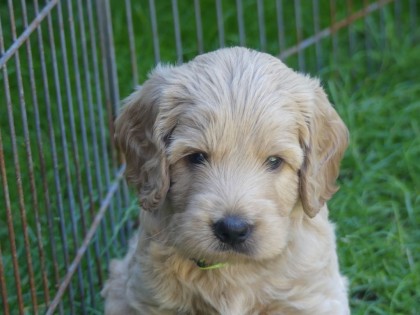 Doris had pups!