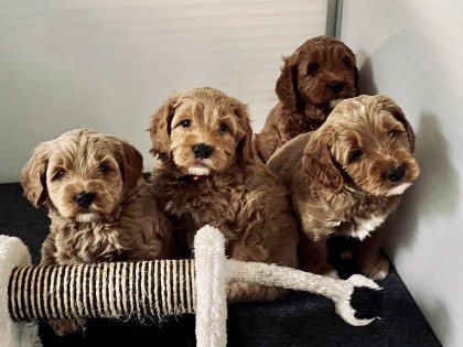 Evi heeft pups