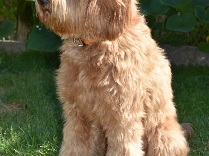 Doris