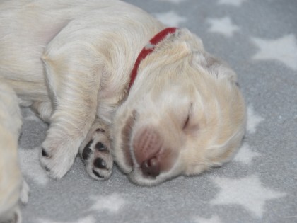 Bella had pups
