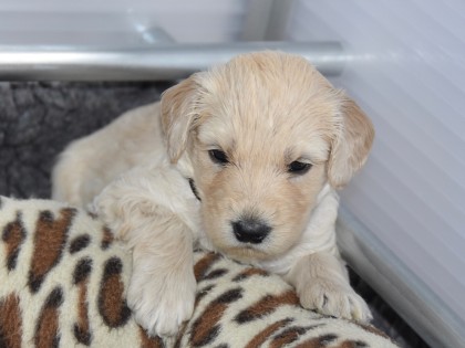Bella had pups