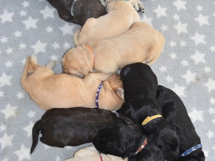 Bella had pups