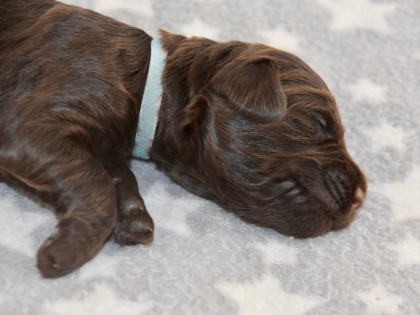 Bella had pups