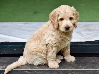 Doris had pups!