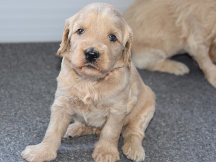 Doris had pups!
