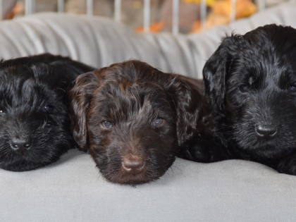 Bella had pups