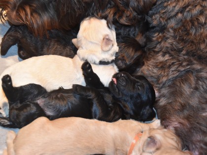 Bella had pups