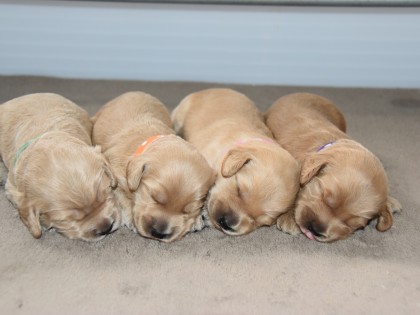 Doris had pups!