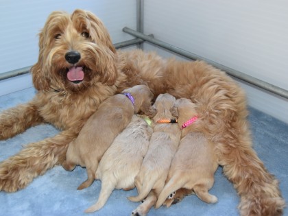 Doris had pups!