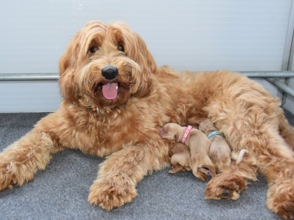 Doris had pups!