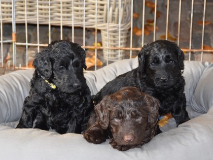 Bella had pups