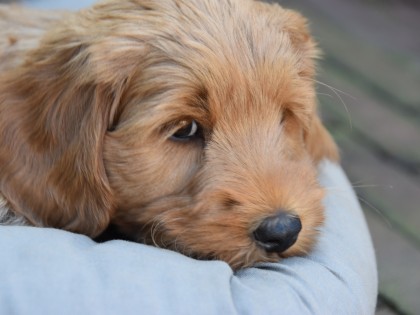Nest Dot-Frits