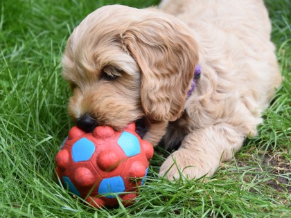 Doris had pups!