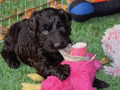 Bella had pups