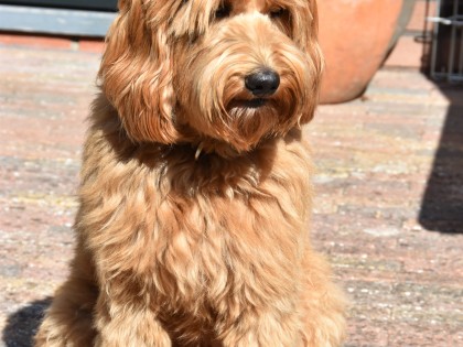 Doris