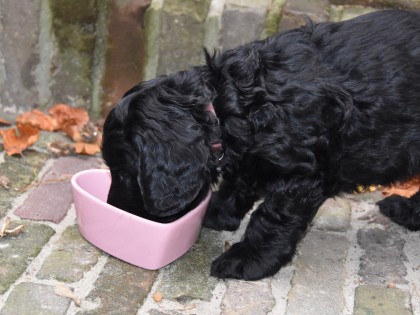 Bella had pups