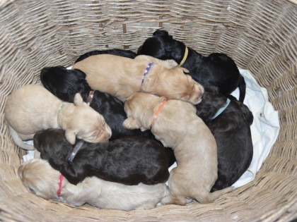 Bella had pups
