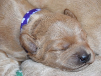 Doris had pups!