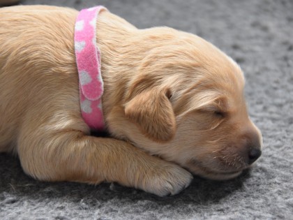 Doris had pups!