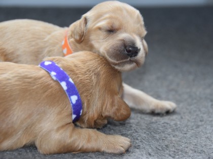 Doris had pups!
