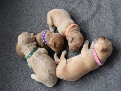 Doris had pups!