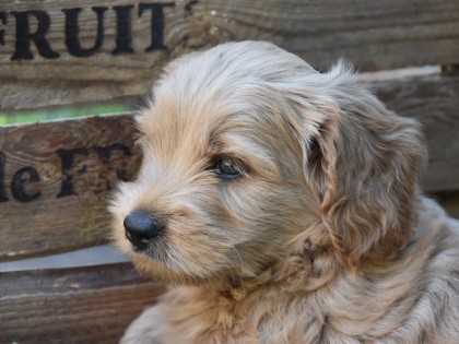 Doris had pups!