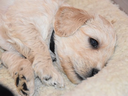 Bella had pups