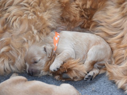 Doris had pups!