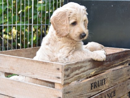 Doris had pups!