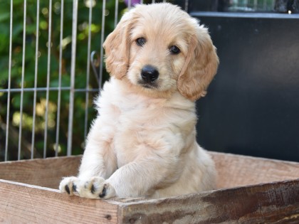Doris had pups!