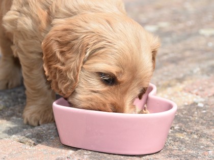 Doris had pups!