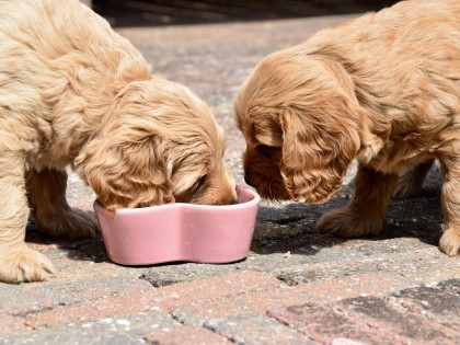 Doris had pups!