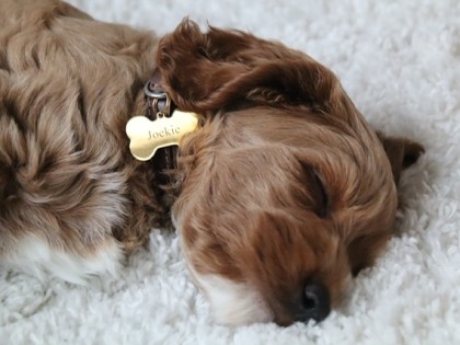 Evi heeft pups