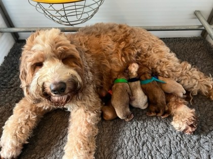 Evi heeft pups