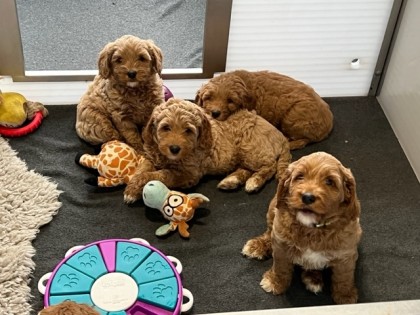 Evi heeft pups