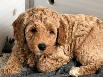 Evi heeft pups