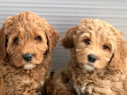 Evi heeft pups