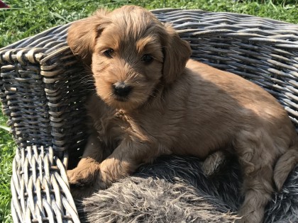Nest Dot-Frits