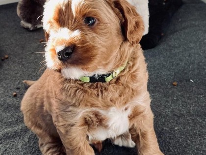 Evi heeft pups
