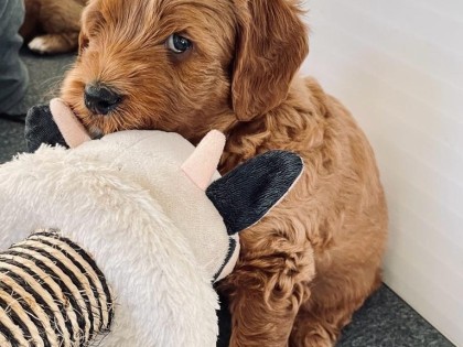 Evi heeft pups