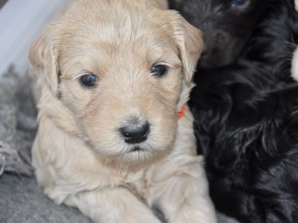 Bella had pups