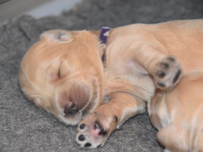 Bella had pups
