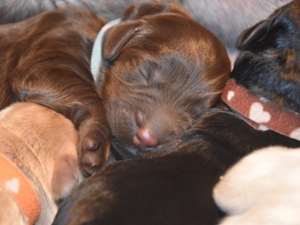 Bella had pups