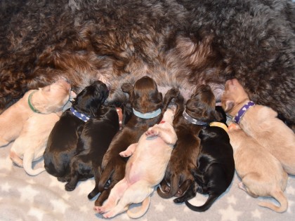 Bella had pups
