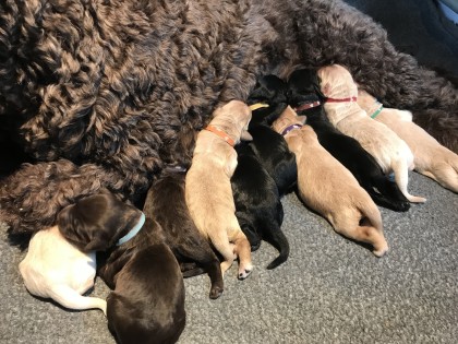 Bella had pups