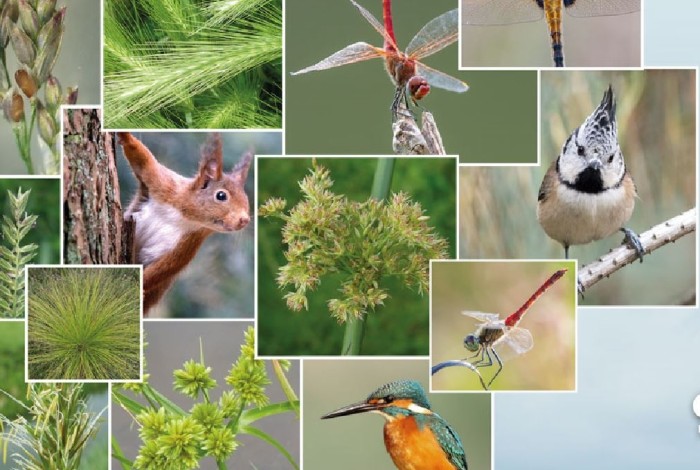Collage van foto's van diverse kleine dieren, insecten en planten.