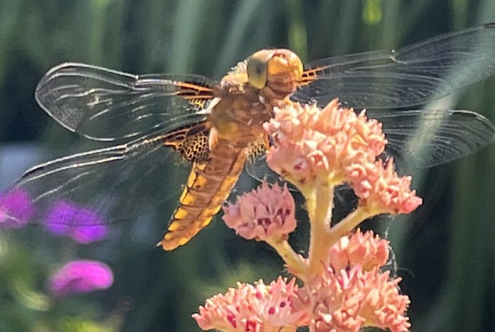 Libelle op bloem