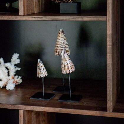 Schelpen-accessoires