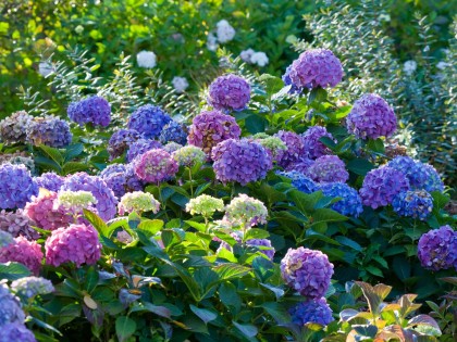 blauwe-hortensia-tuinontwerp24