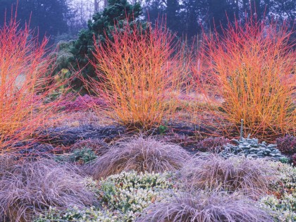 kornoeltje-in-de-winter-tuinontwerp24